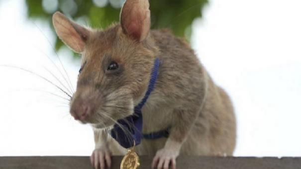 tribute-demining-expert-to-the-demise-of-the-giant-macaque-rat