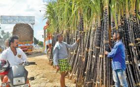 sugarcane-turmeric-stove-pot-palm-fronds-piled-up-pongal-celebration-weeds-in-nellai-traders-hope