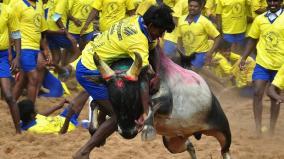 palamedu-jallikkattu-started-with-700-bulls-the-bulls-that-cut-off-to-bury-the-sportsmens-in-the-vaadivaasal