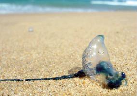 bottle-jellyfish