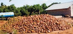 coconut-price-reduced