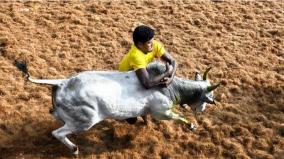 world-famous-alankanallur-jallikkattu-started-gold-coin-for-participating-bulls-and-players