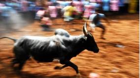 opposition-to-jallikkattu-bjp-rejects-audio-of-viral-jallikattu-bull-owners-association-president-speaking