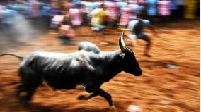 opposition-to-jallikkattu-bjp-rejects-audio-of-viral-jallikattu-bull-owners-association-president-speaking