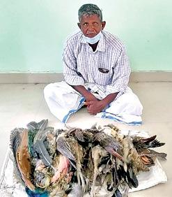 thiruvannamalai-man-arrested-for-killing-peacocks-with-poison