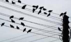 ask-ding-doesn-t-it-shock-the-birds-sitting-on-the-power-line