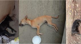 died-street-dogs-in-trichy-people-suspected-of-being-poisoned
