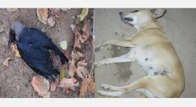 street-dogs-crows-poisoned-to-death-in-trichy-animal-lovers-shocked