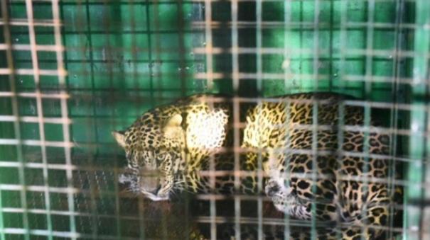 Leopard caught by foresters: People of Kuniyamuthur are relieved