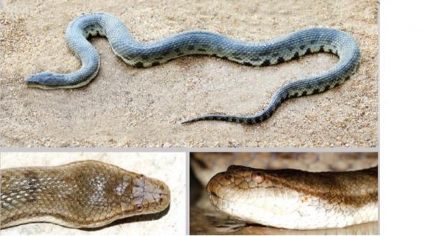 Snake 18: Wandering Python