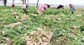 radish-farming-affected-by-rain