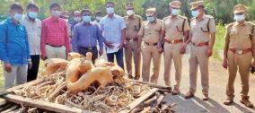 deer-horns-in-kovai