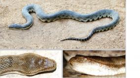 snake-18-wandering-python