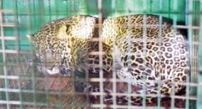leopard-released-in-forest