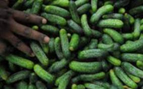 india-s-record-in-global-cucumber-and-gekhins-exports