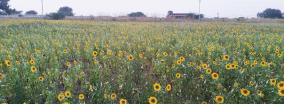 sun-flowers