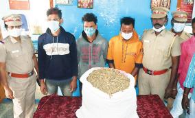 katpadi-three-persons-have-been-arrested-for-smuggling-cannabis-on-a-train-to-tirupur