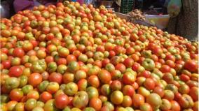 falling-prices-due-to-increase-in-tomato-supply-farmers-are-worried