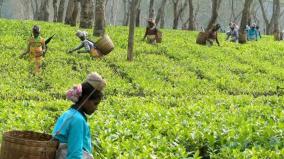 tea-cultivation