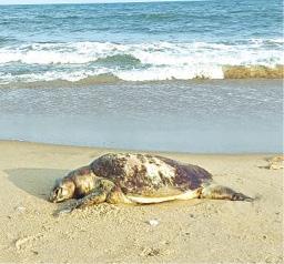 sea-turtles-death