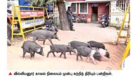 pigs-roaming-the-town