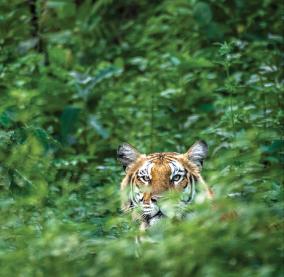 satyamangalam-tiger-archive-award-for-doubling-the-tigers