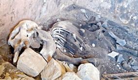 elephant-skeleton