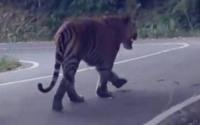 tiger-roaming-on-the-road