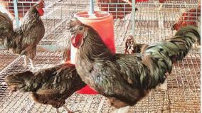 teachers-oppose-against-students-raising-hens-half-finished-country-poultry-program