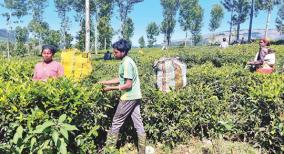 tea-farmers