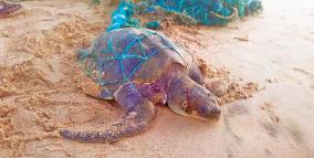 olive-ridley-tortoise