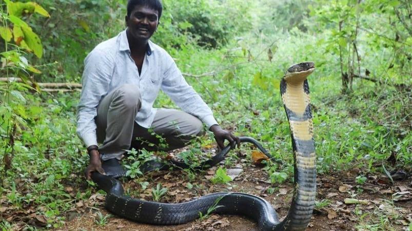 i-am-suresh-wawa-suresh-snake-rescuer-answers-doctor-s-question