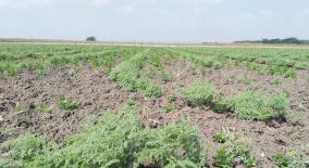 coriander-plants