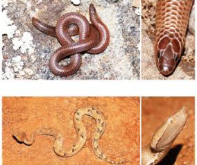good-snake-20-unique-snakes-of-the-western-ghats