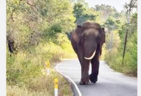 single-ivory-elephant
