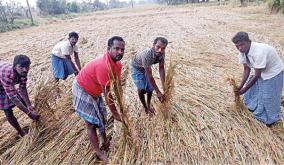 paddy-field-work-affected-by-rain