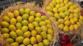 alphonso-mango
