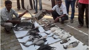 confiscation-of-meat-of-rare-birds-for-sale-the-sellers-and-buyers-are-the-culprits-the-forest-department-warns