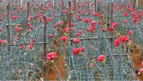 lovers-day-flowers-sales-increase-kodaikanal
