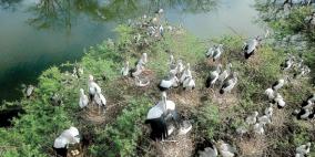 ramanathapuram-birds-increase
