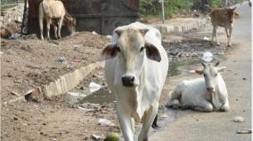 up-abandoned-cows