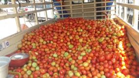 very-low-price-due-to-increase-in-yield-tomatoes-sold-on-the-streets