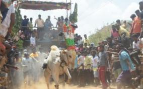 bullfighting-in-vellore-palathuvannan-village-more-than-ten-injured