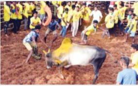 thanjavur-jallikattu-600-bulls-participates