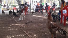 cock-exhibition-held-at-dindigul-cock-worth-rs-3-lakh-attracts-the-crowd
