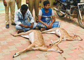 2-youths-arrested-for-deer-poaching
