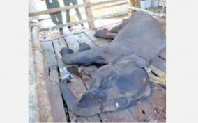 treatment-in-the-topslip-forest-area-the-death-of-the-wild-elephant-that-was-given