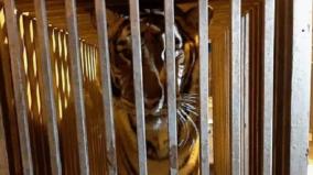 tigers-lions-transfer-to-poland-zoo-from-kyiv