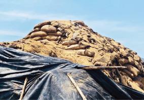 unprotected-damaged-paddy-bundles-in-storage-depots-in-thanjavur-thiruvarur-and-nagai-districts-rice-mill-owners-reluctant-to-grind-paddy