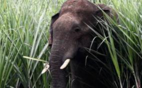 elephants-in-sugarcane-field